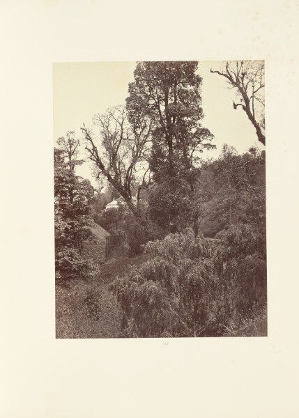 Samuel Bourne, Darjeeling; A "Bit" in the Grounds of "Beechwood Park," Late Dr. Campbell's House