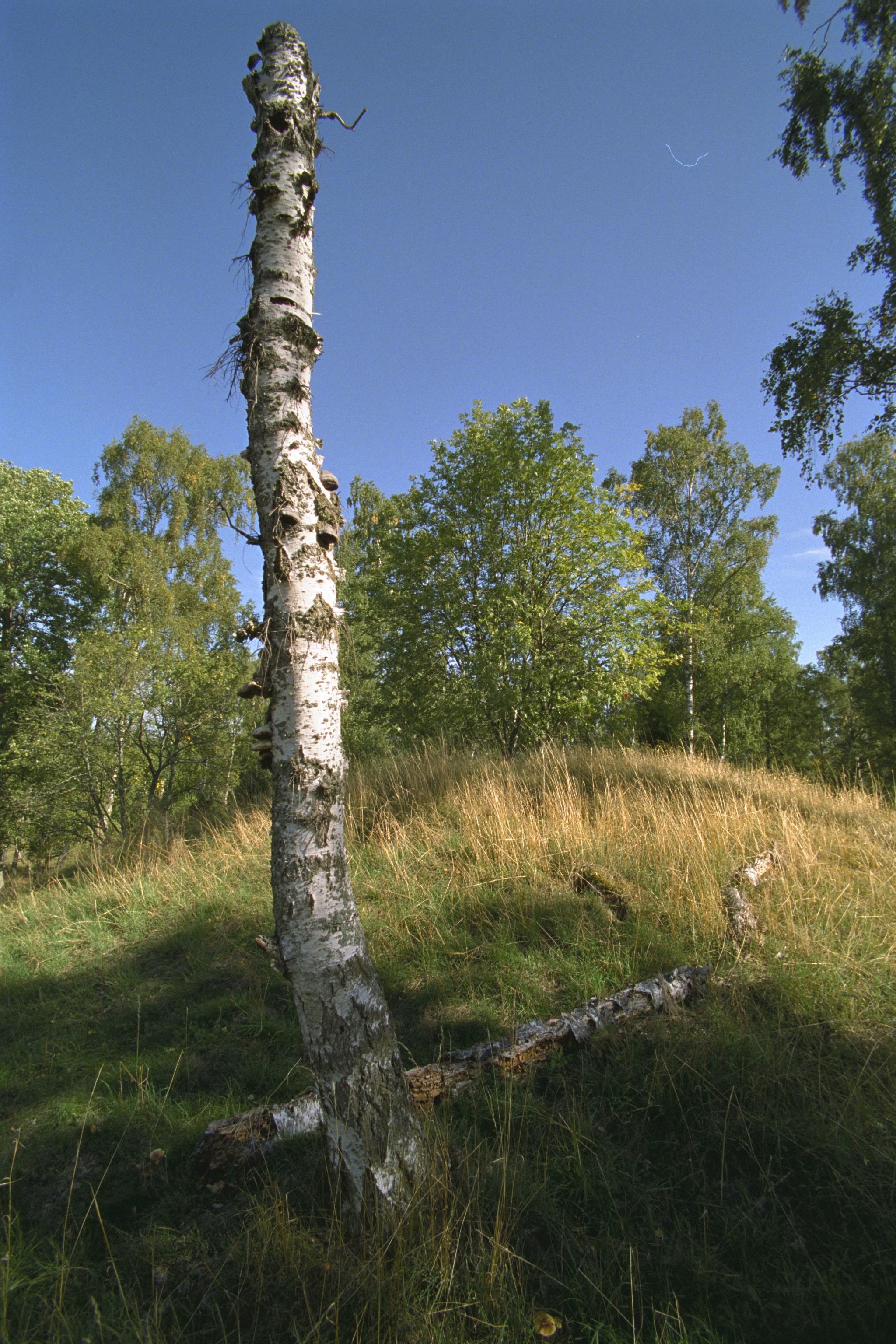 Bengt A Lundberg, Björkö-Birka
