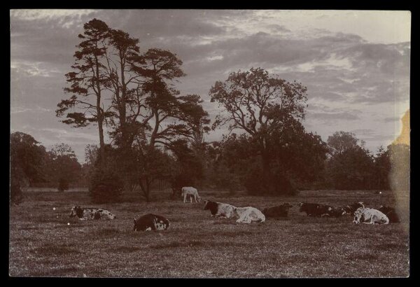 Gale, Lt. Col. Joseph, Cows in a field