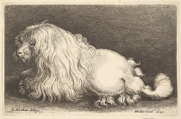 Wenceslaus Hollar, White dog