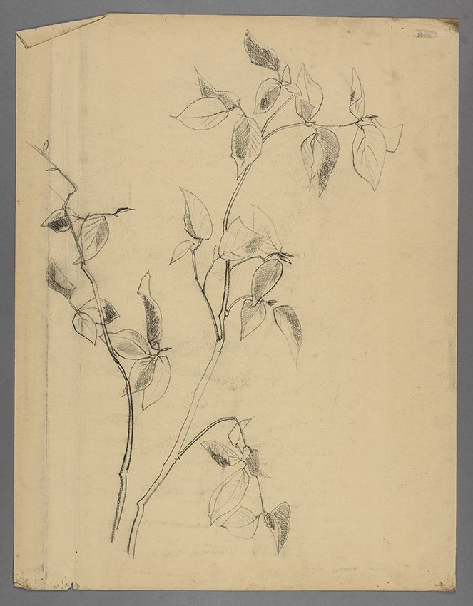 Karl Hagemeister, Zweige , um 1895/1911 (rückseitig: Bäume und Steine an der Küste)