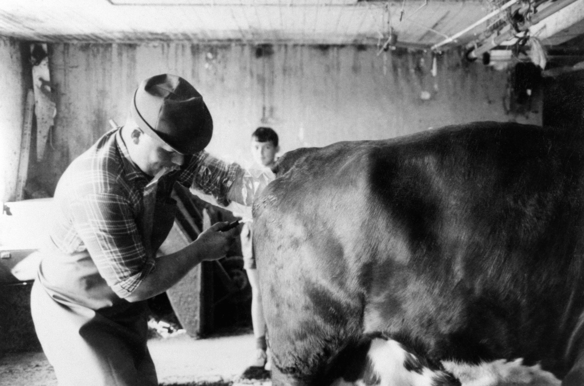 Anno Domkirkeodden, Inseminør Ole Kindlihagen plasserer sæd fra N.R.F. okse i ei ku på Heggenhaugen, Ringsaker. Kunstig befruktning.