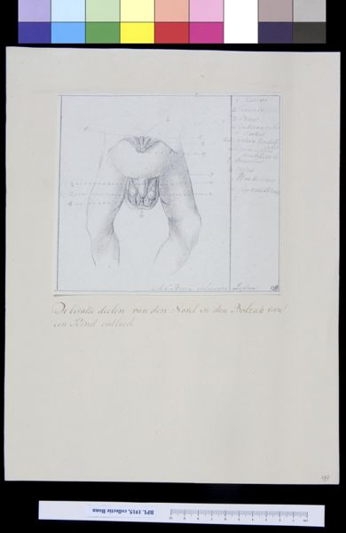 A Bonn, Dissection of the male genitals
