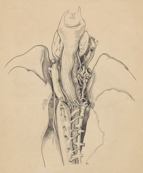 J Tinkelenberg, Part of the heart and circulatory system