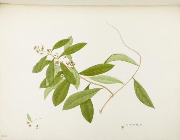 unknown, Flowers and Fruits
