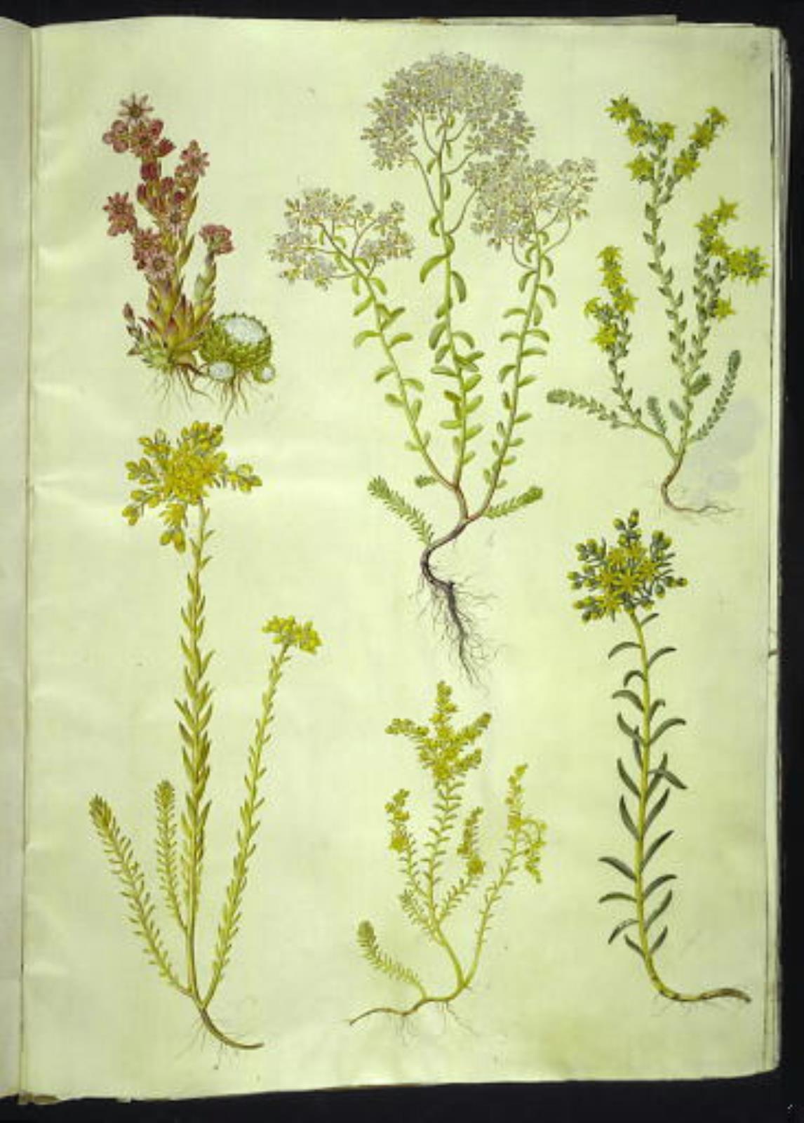 Hans Simon Holtzbecker, Sempervivum arachnoideum (spindelvæv-husløg); Sedum album (hvid stenurt); Sedum acre (bidende stenurt); Sedum rupestre (bjerg-stenurt); Sedum sexangulare (seksradet stenurt)
