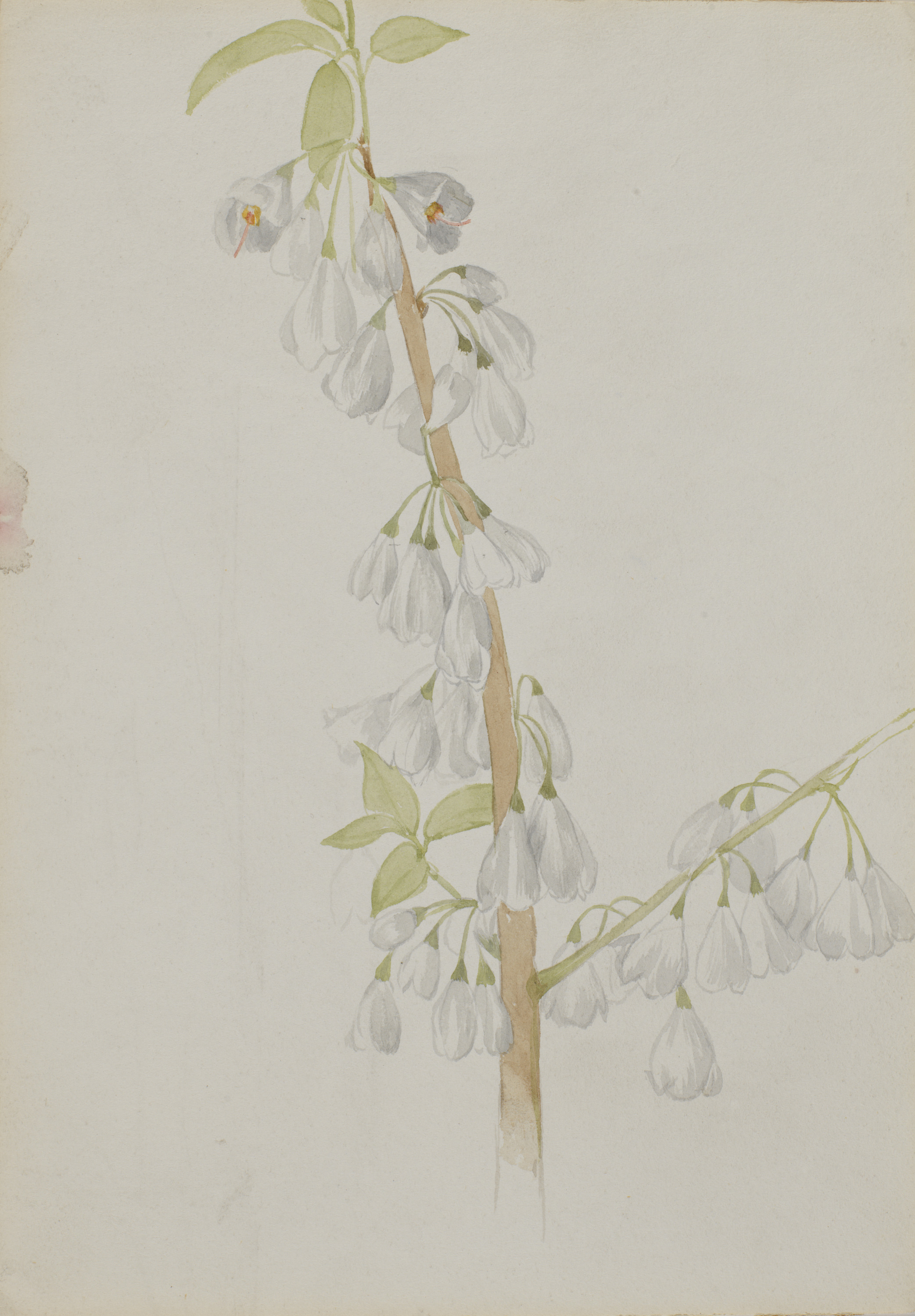 Mary Vaux Walcott, (Untitled--Flower Study)