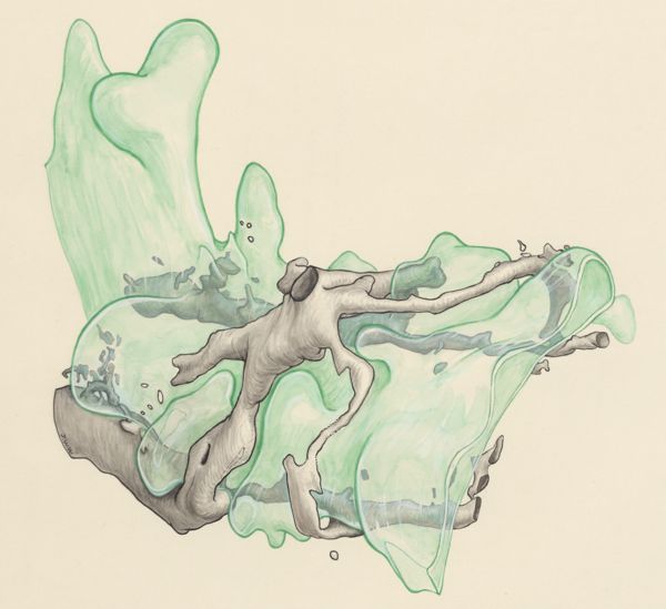 J Wetselaar-Whittaker, Tissue of a human embryo
