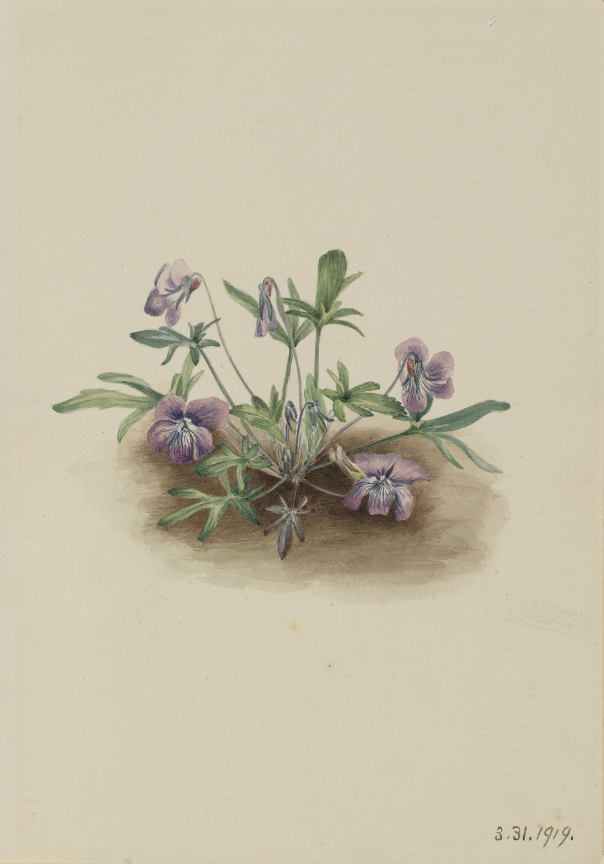 Mary Vaux Walcott, Southern Coast Violet (Viola septemloba)