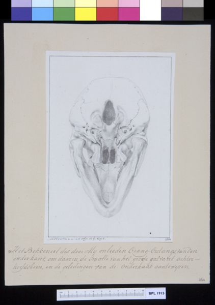 M Houtman, Animals: ape, skull