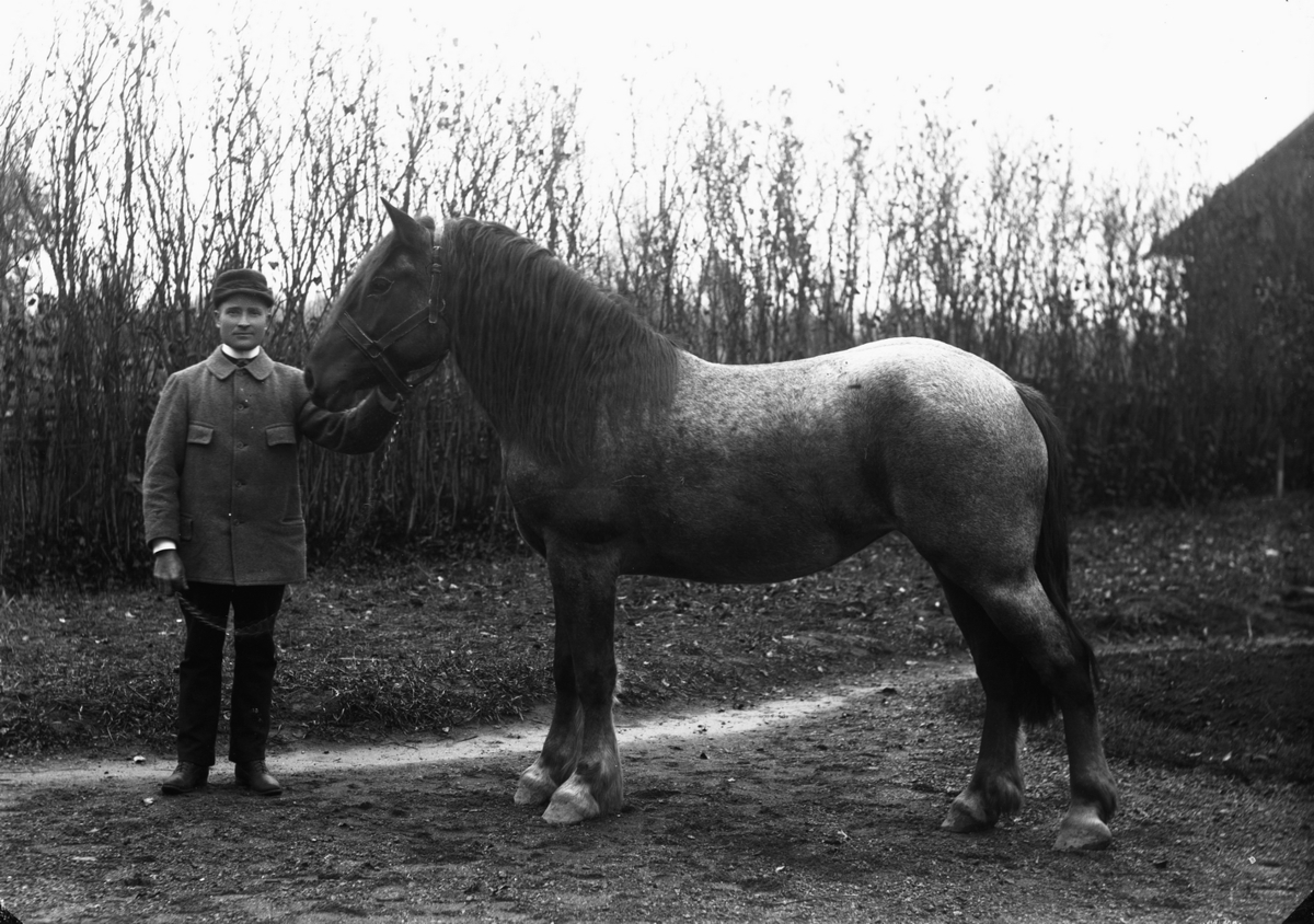 Gustaf Ferdinand Hallberg, En man och en häst.