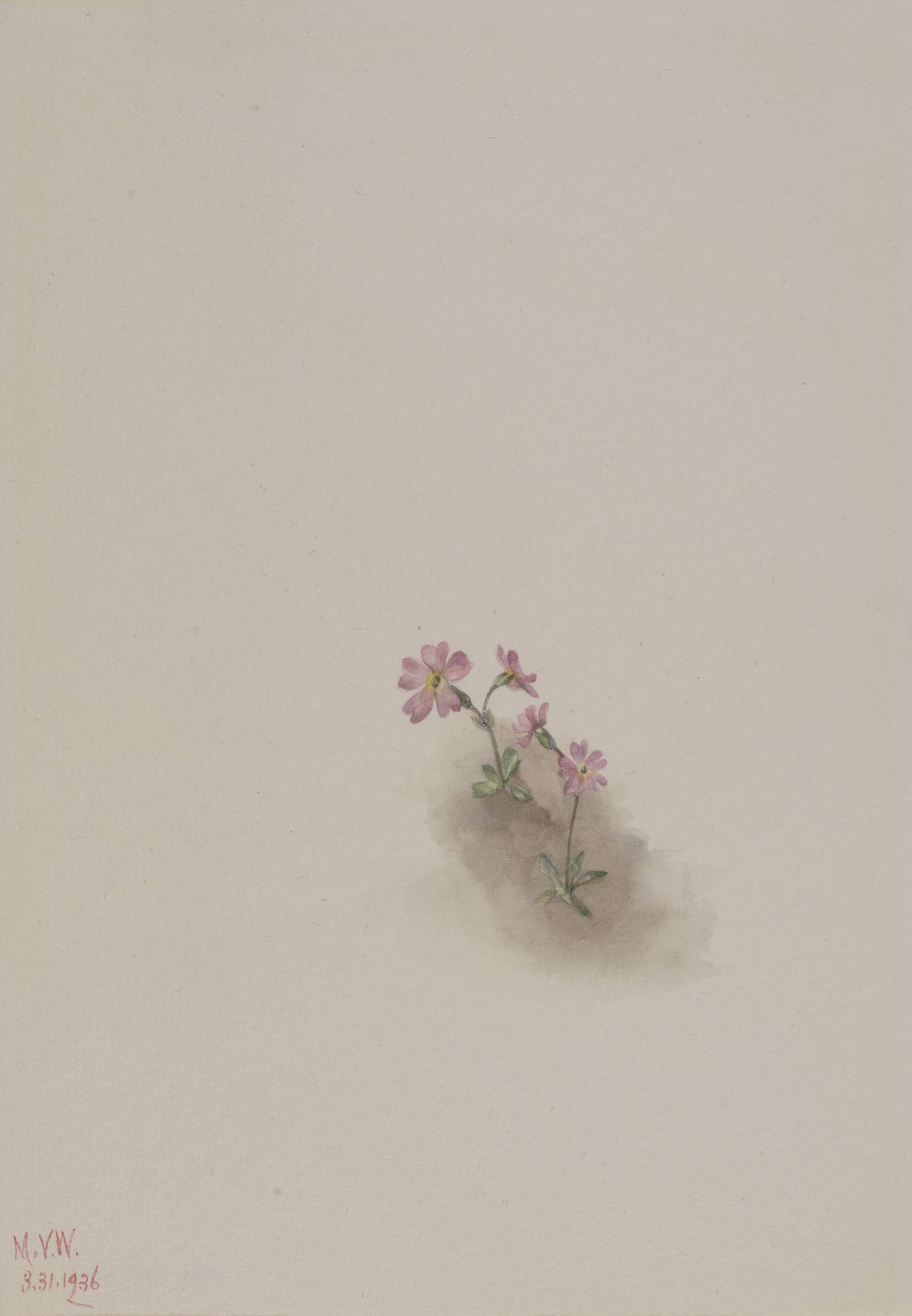 Mary Vaux Walcott, Untitled--Flower Study