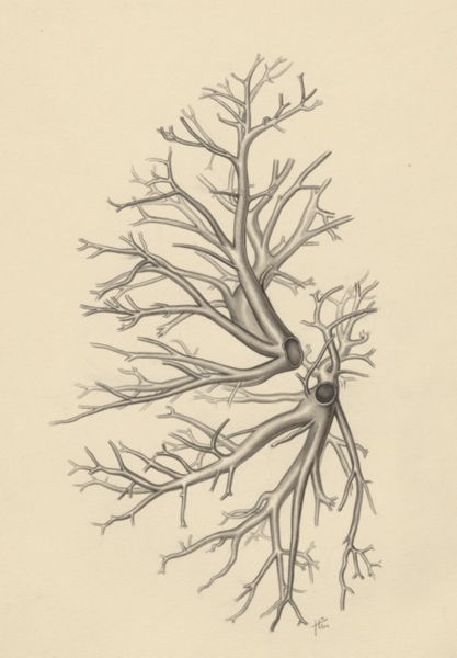 J Tinkelenberg, Bronchi
