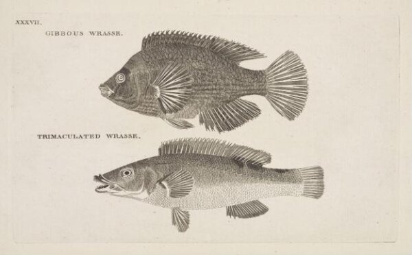 Unknown, GIBBOUS WRASSE.