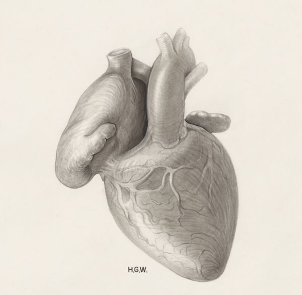 H.G Wetselaar, Heart and adjacent organs