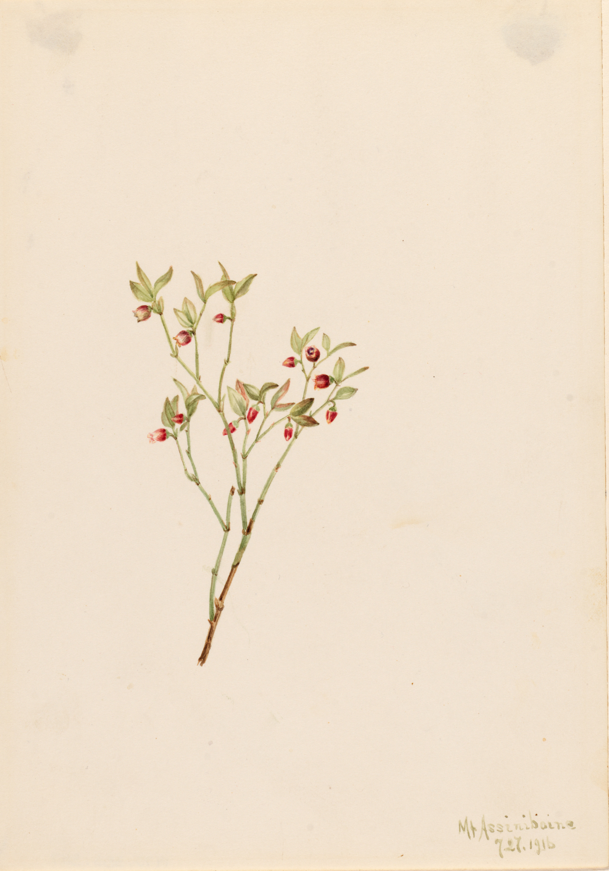 Mary Vaux Walcott, Grouse Whortleberry (Vaccinum scoparium)