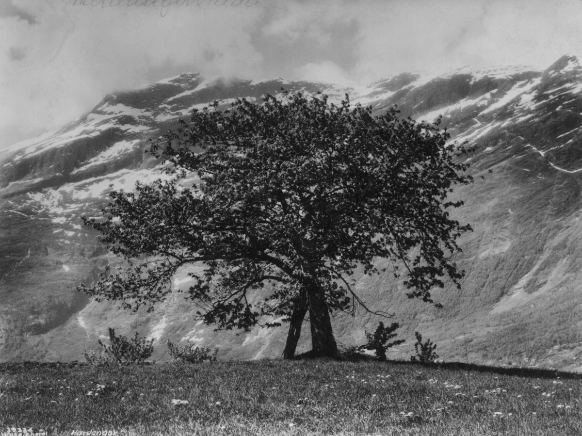 Anders Beer Wilse, Wilse original, Hardangervidda