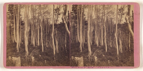 Unknown, [Quaking Asp Forest]