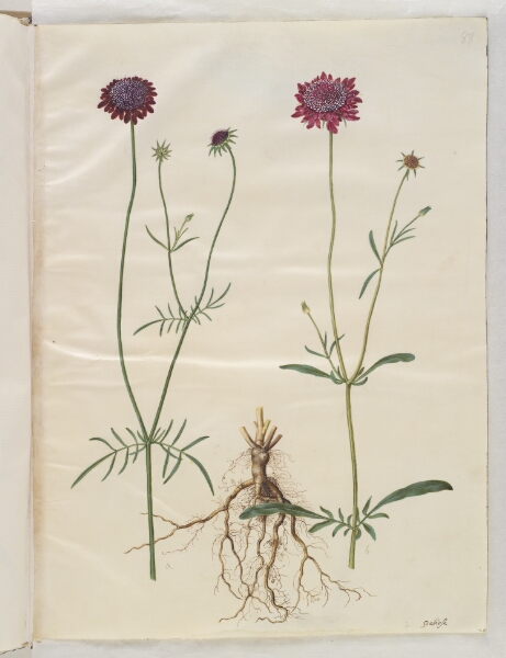 Hans Simon Holtzbecker, Scabiosa atropurpurea (enkeblomst)