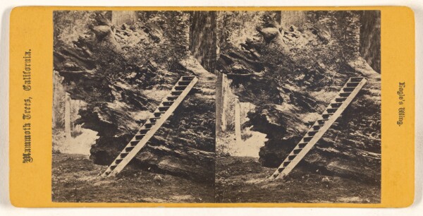 Unknown, Eagles' Wing. Mammoth Trees, California.