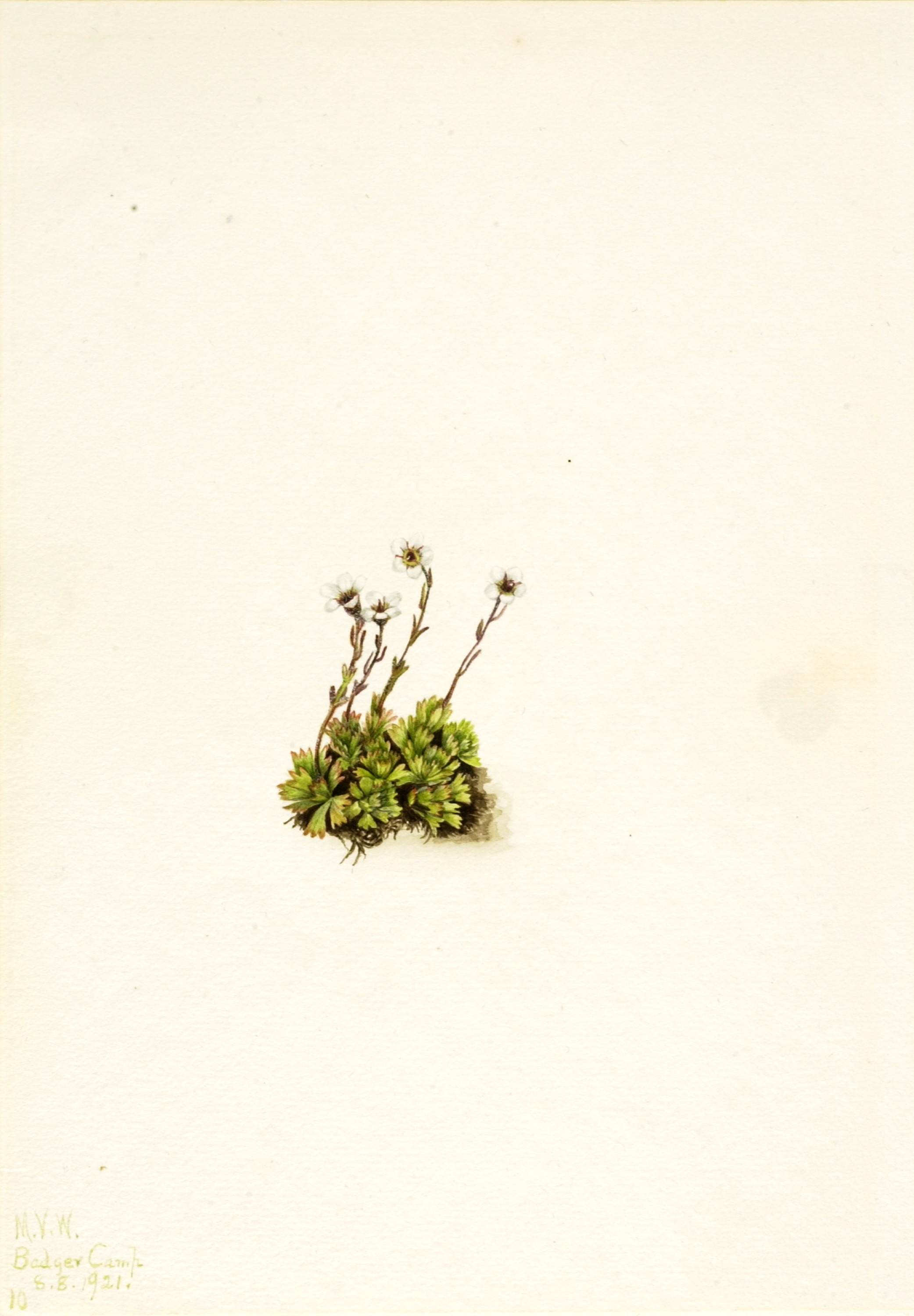 Mary Vaux Walcott, Tufted Saxifrage (Saxifraga caespitosa)