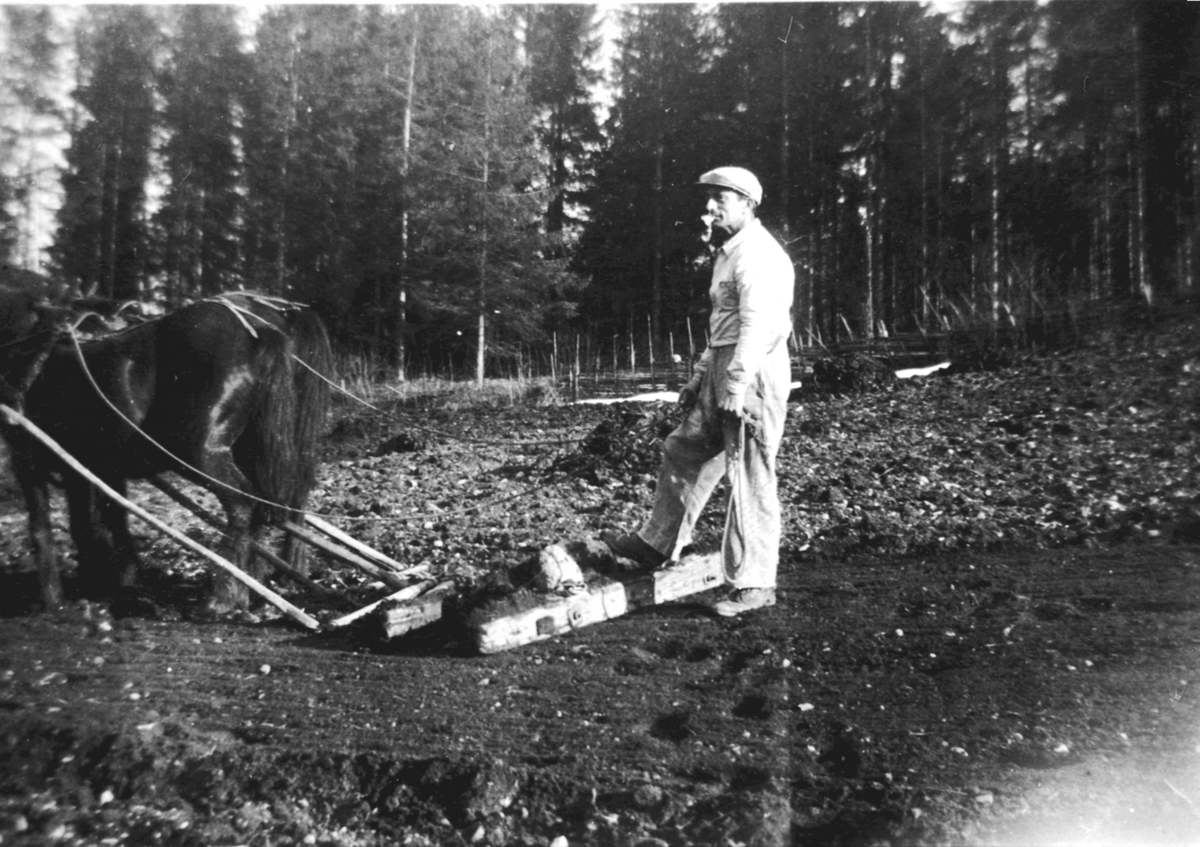 Anno Domkirkeodden, Våronn på Venningrud, Helgøya. Per Røste slodder med 2 hester.