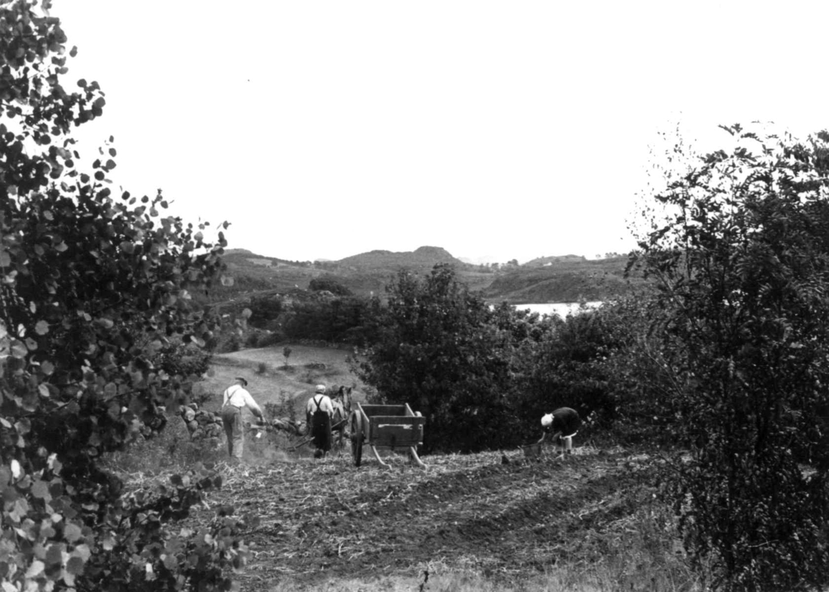 Anna Grostøl, Utsikt fra åker med hest og kjerre og hvor tre personer arbeider med jorda. Ukjent sted 1947.