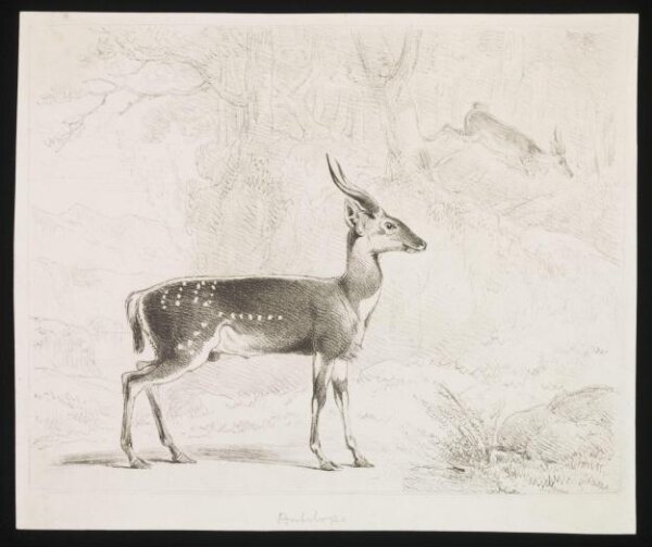 Unknown, Print