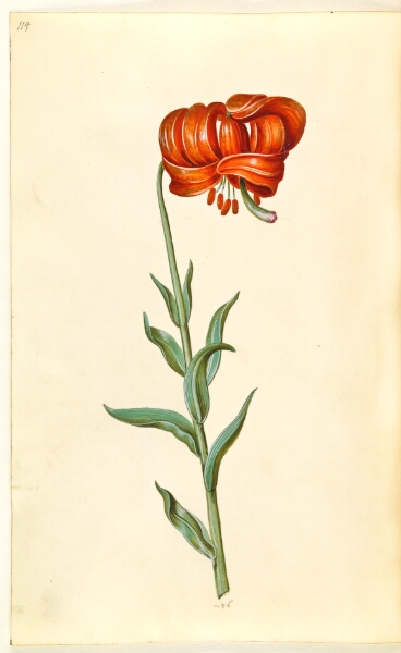 Hans Simon Holtzbecker, Lilium chalcedonicum (rød turbanlilje)