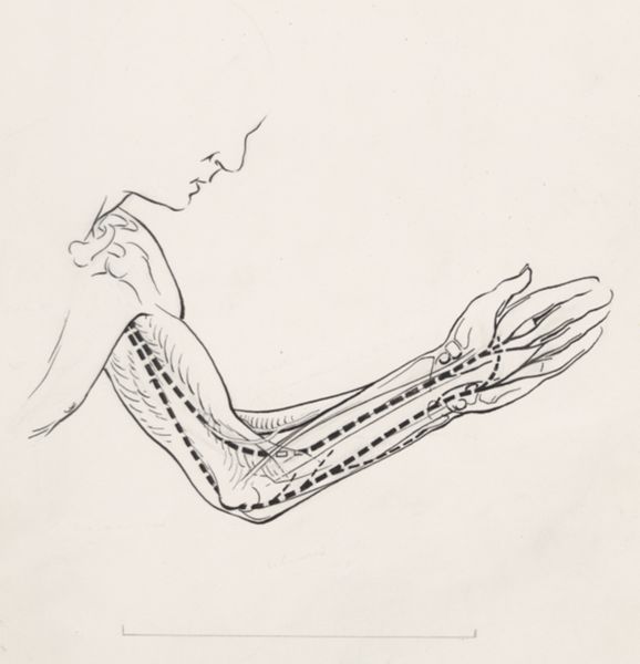 J Tinkelenberg, Circulatory system of the arm