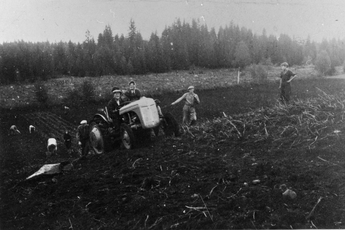 Anno Domkirkeodden, POTETONN, POTETOPPTAKING, TRAKTOR, FOLK ARBEIDER, SKØIEN