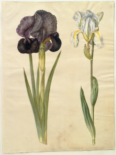 Hans Simon Holtzbecker, Iris susiana (sørge-iris); Iris ×florentina (violrod)