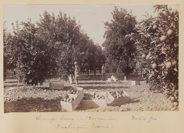 Unknown, Orange Grove in Riverside