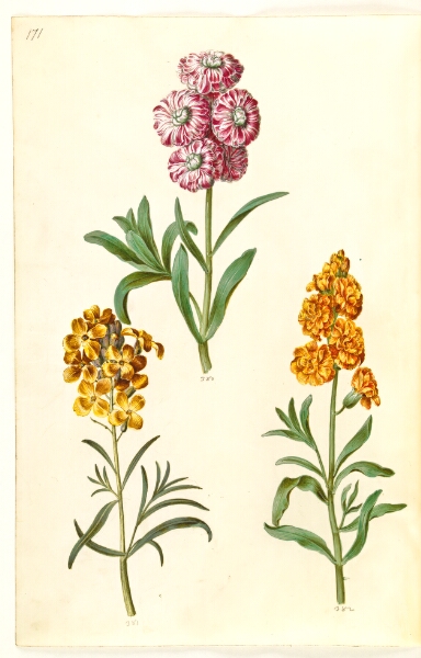 Hans Simon Holtzbecker, Matthiola incana (vinter-levkøj); Erysimum cheiri (gyldenlak)