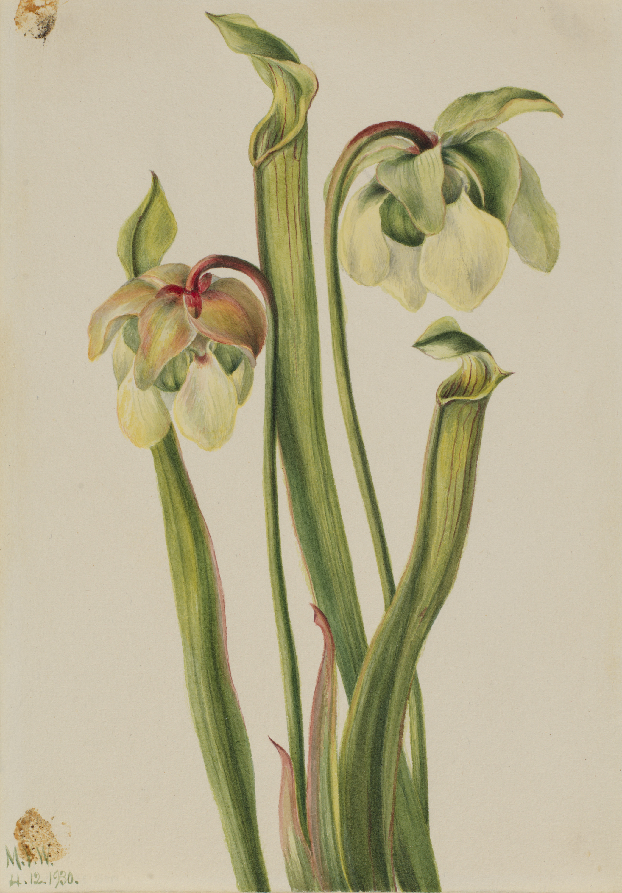 Mary Vaux Walcott, Hybrid Pitcherplant (Sarracenia minor)