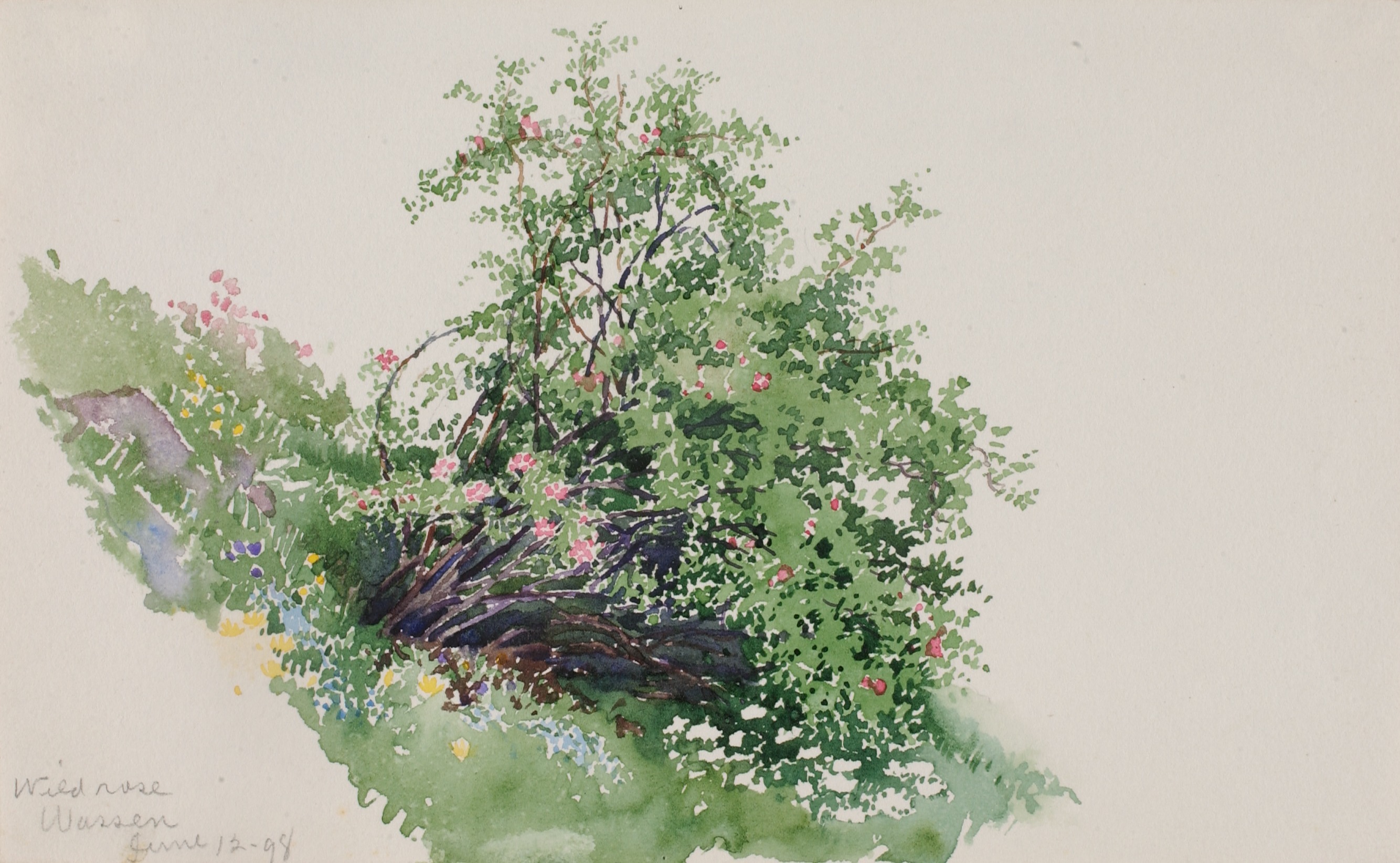George Elbert Burr, Wild Rose, Wassen