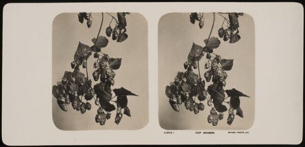 Unknown, Hop Branch