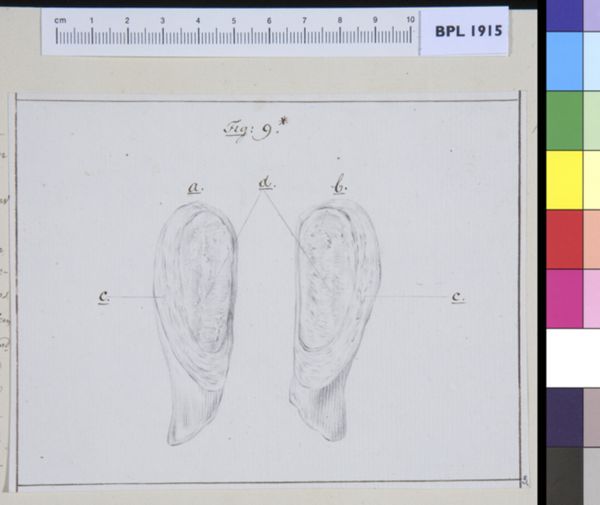 M Houtman, Pubis bone