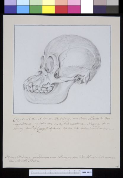 A Bonn, Animals: ape, skull