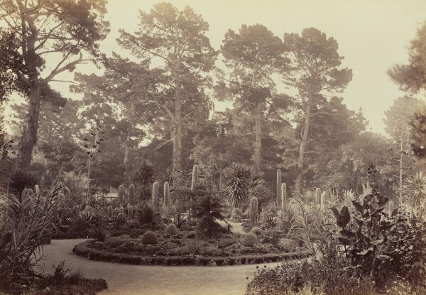 Carleton Watkins, [Arizona Garden, Hotel del Monte, Monterey]