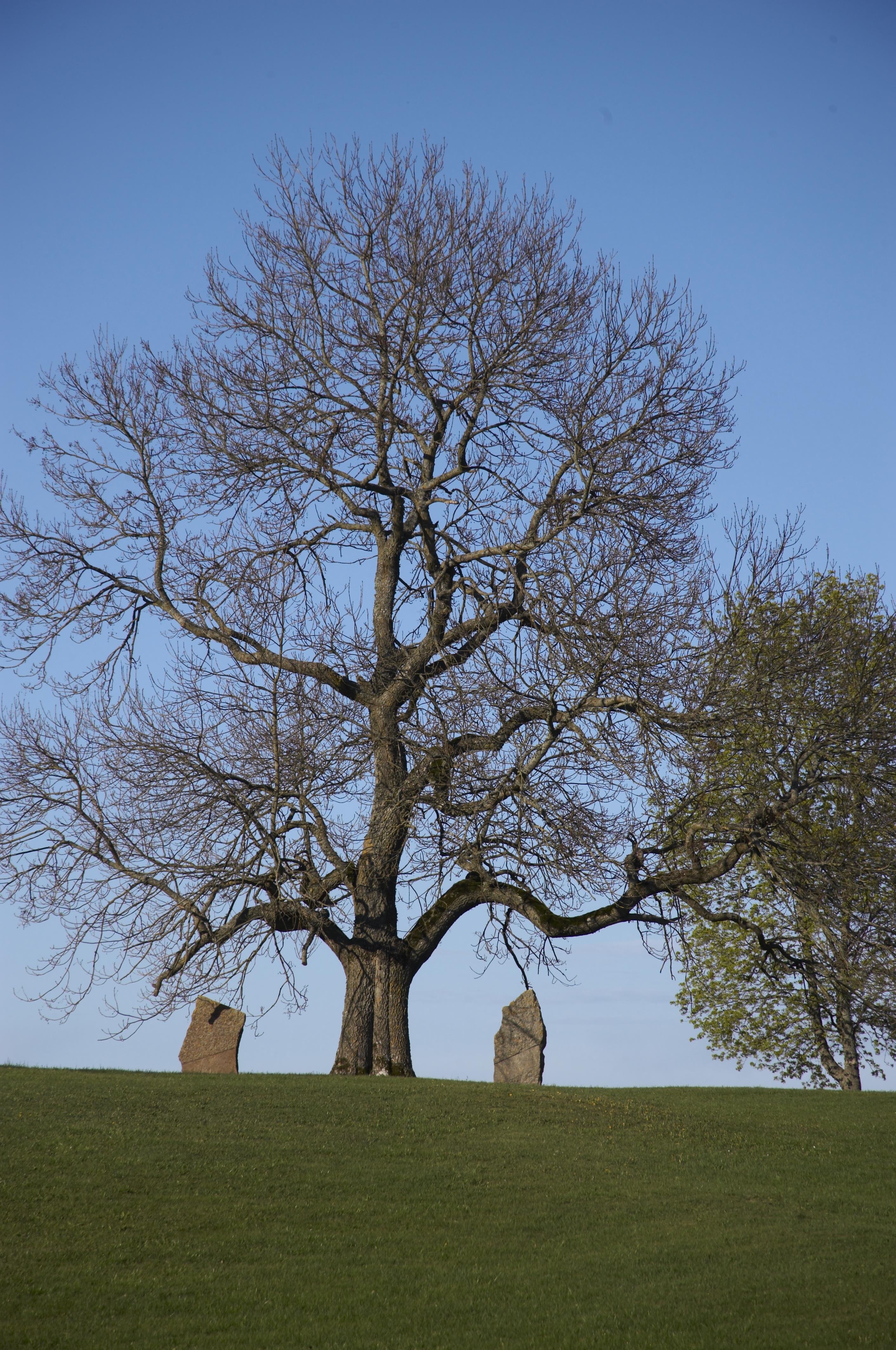 Bengt A Lundberg, Alvastra kloster