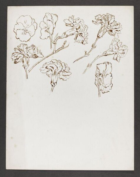 Potter, Beatrix, drawing