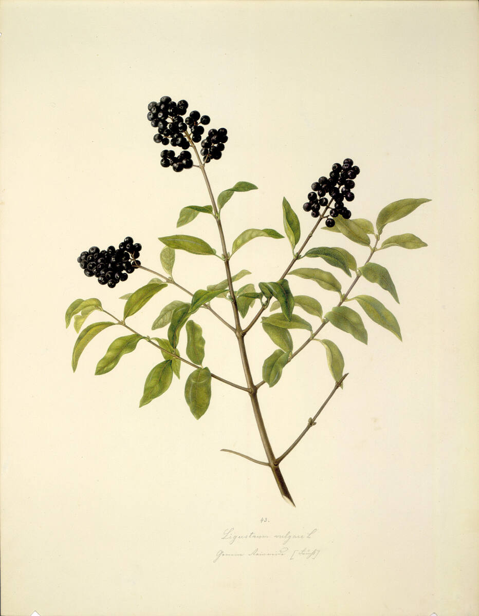 AugustRokert, Ligustrum vulgare L - Gewöhnlicher Liguster (Frucht)
