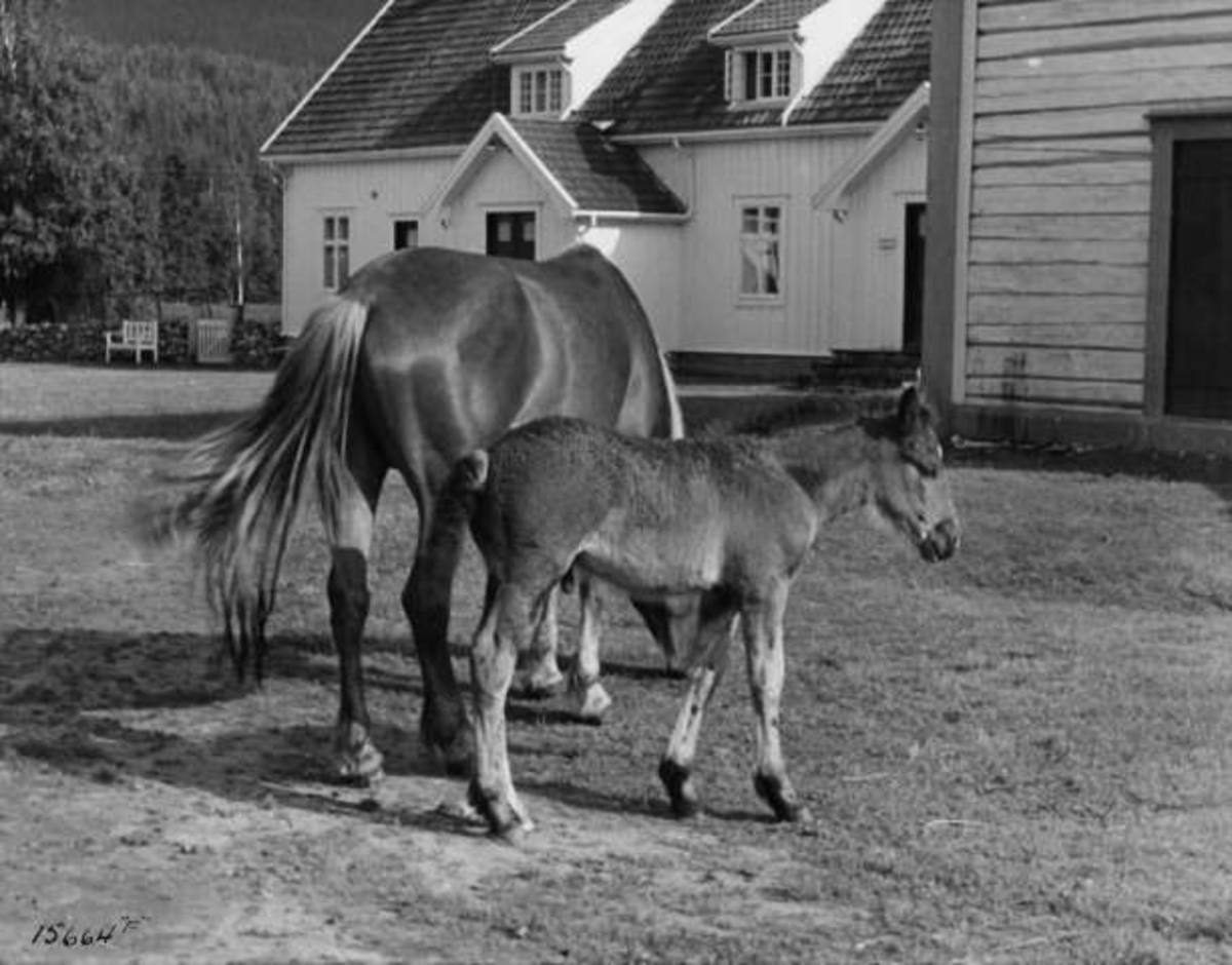 Anders Beer Wilse, -7959