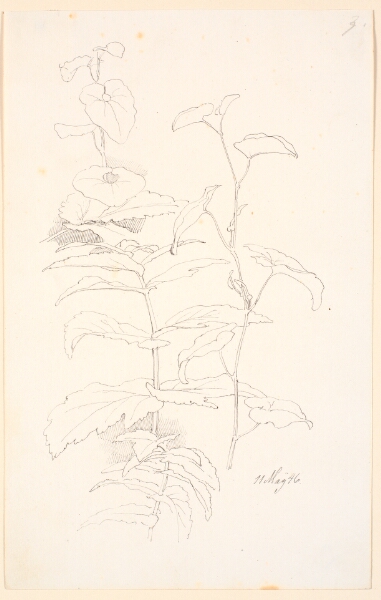 Johan Thomas Lundbye, Plantestudier, bl.a. af snerle