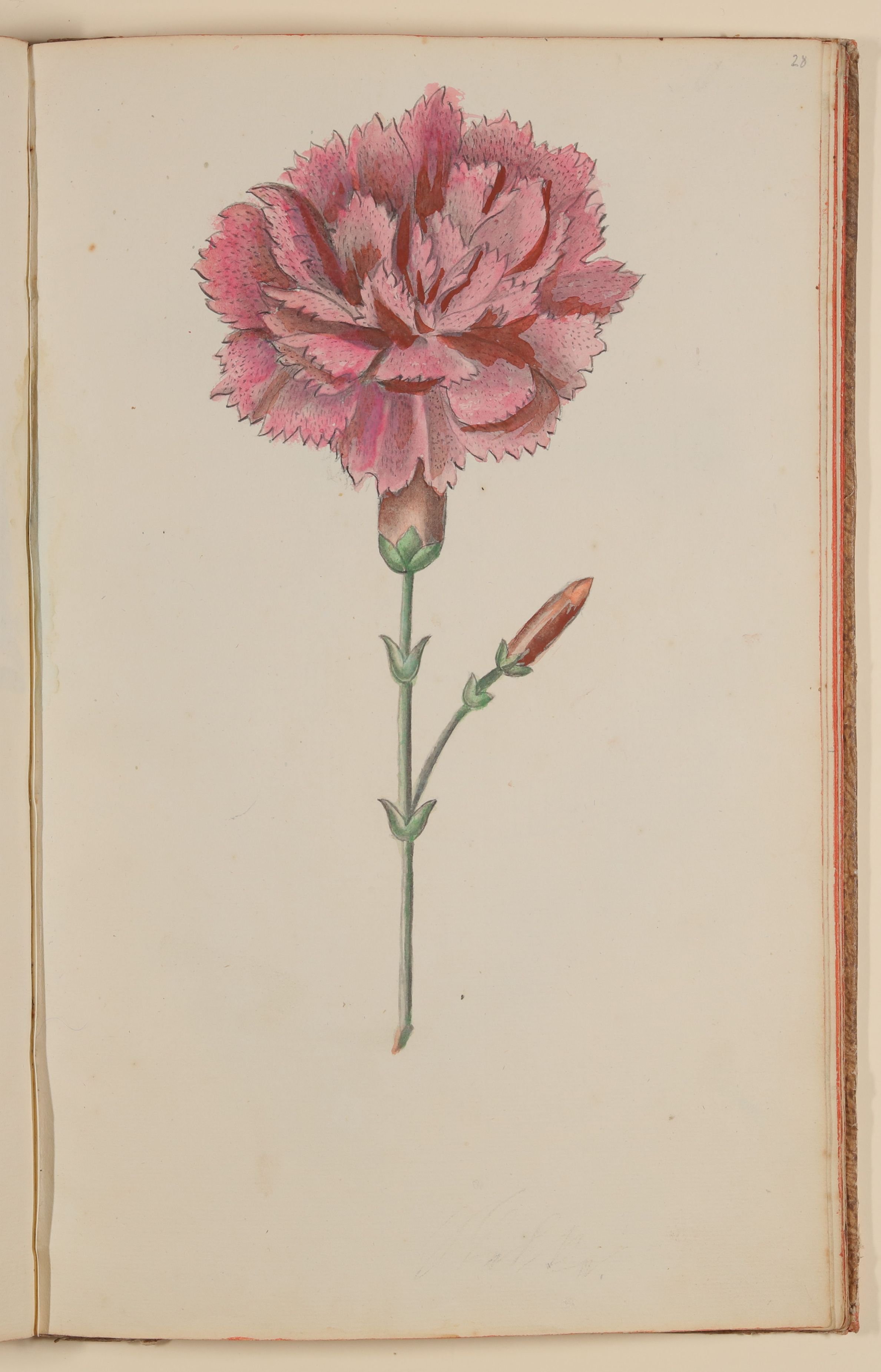 Marianne Franziska Seiffert von Klettenberg, Nelke [aus einem Skizzenbuch der Marianne Franziska Seiffert von Klettenberg]