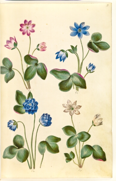 Hans Simon Holtzbecker, Anemone hepatica (blå anemone)
