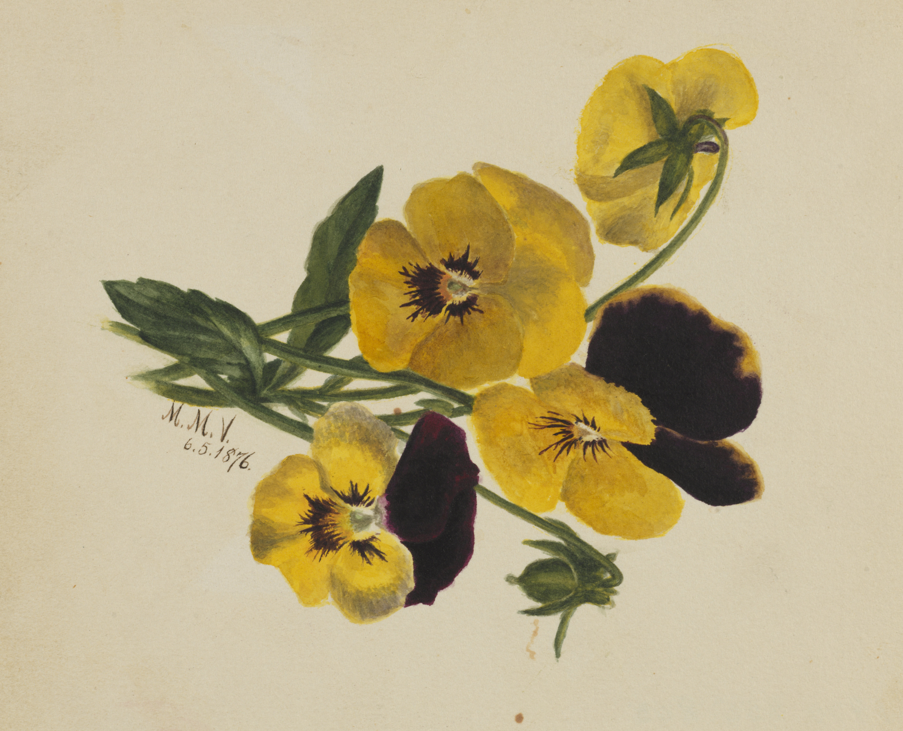 Mary Vaux Walcott, Untitled (Pansies)