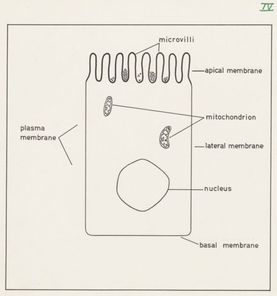 J Wetselaar-Whittaker, Villus cell and brush border