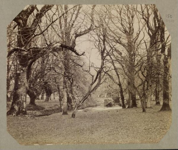 Clementina, Lady Hawarden, Photograph